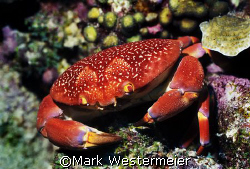 Happy - Image taken in Bonaire with a Nikon D100, 105mm l... by Mark Westermeier 